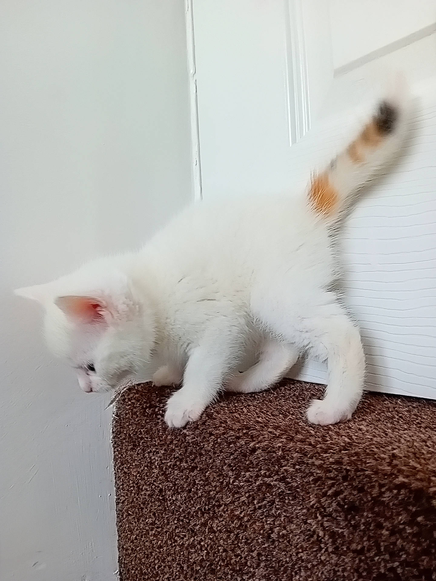 Miranda is registered to the contest to win money with this photo: carnivore, cat, claw, comfort, domestic_short_haired_cat, eye, fawn, felidae, flooring, fur, paw, small_to_medium_sized_cats, snout, tail, whiskers, window