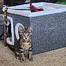 Samson joined the competition — help win amazing prizes! kitten, cat, tabby, pet, indoor, carpet, cat_condo, toy, feline, animal, cute, young, ears, playful, home, fur, whiskers, eyes, sitting, curious