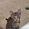 kitten, tabby, cat, pet, animal, carpet, indoor, play, toy, ball, fur, cute, young, ears, whiskers, eyes, small, domestic, feline, floor