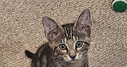 Samson joined the competition — help win amazing prizes! kitten, cat, tabby, carpet, toy_ball, indoor, pet, animal, cute, fur, whiskers, ears, playful, young, small, looking_up, domestic, feline, curious, sitting