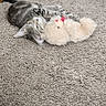 Samson joined the competition — help win amazing prizes! cat, tabby_cat, carpet, stuffed_toy, plush, playful, pet, indoor, animal, feline, fur, toy, red_bow, texture, rolling, motion_blur, cute, domestic_animal, whiskers, paw