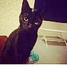 Bulma a rejoint le concours — aidez-le/la à gagner de superbes lots ! black_cat, carnivoran, cat, cat_like_mammal, font, kitten, mammal, photo_caption, small_to_medium_sized_cats, snout, whiskers