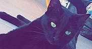 Bulma a rejoint le concours — aidez-le/la à gagner de superbes lots ! angle, black_cat, carnivoran, cat, cat_like_mammal, floor, flooring, font, kitten, mammal, photo_caption, product, purple, small_to_medium_sized_cats, snapshot, tail, vertebrate, whiskers