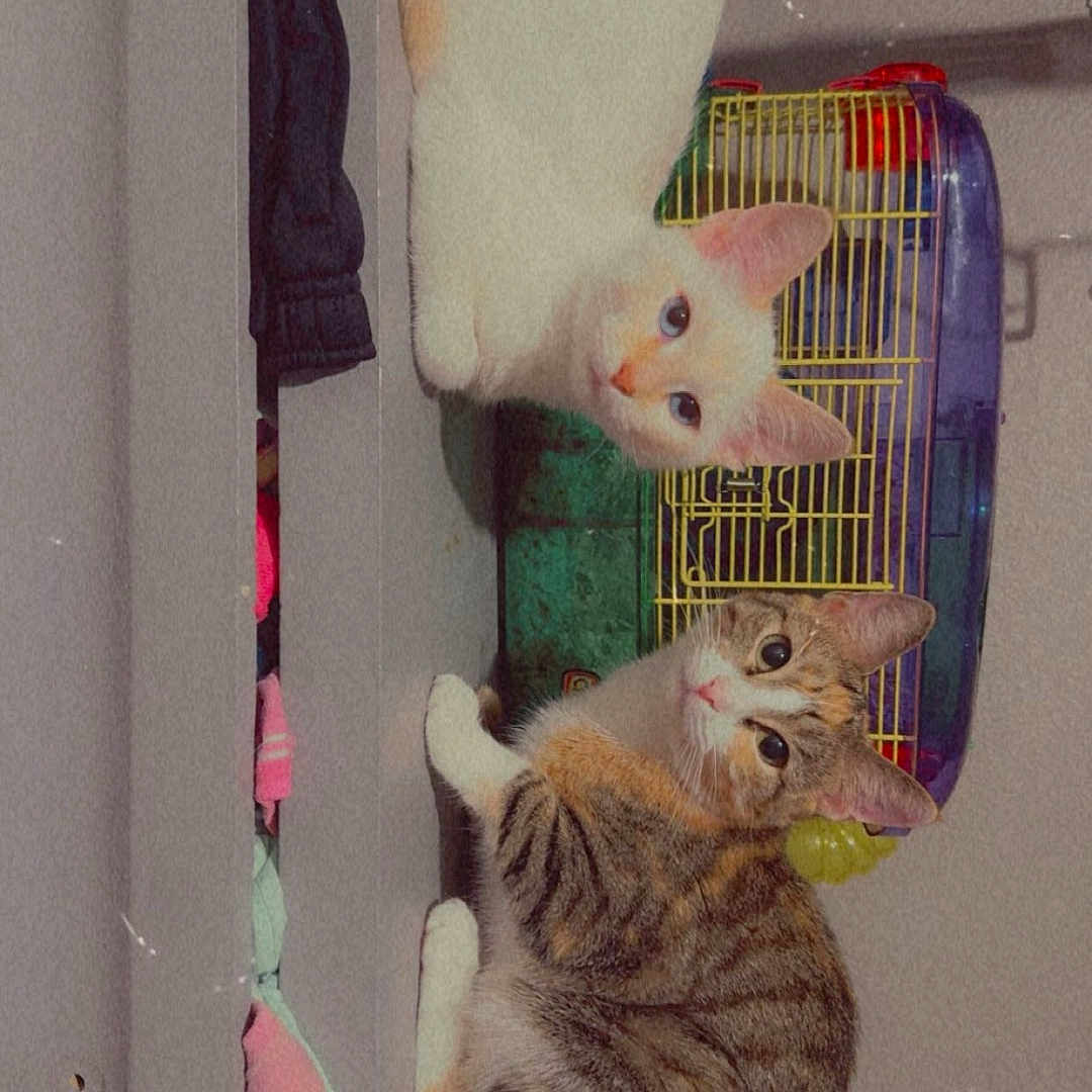 Snowie is registered to the contest to win money with this photo: animal, bed, cage, cat, cats, cozy, curious, cute, domestic, feline, fur, indoor, looking, orange_and_white_cat, pet, plastic_cage, resting, striped_cat, two_cats, white_cat