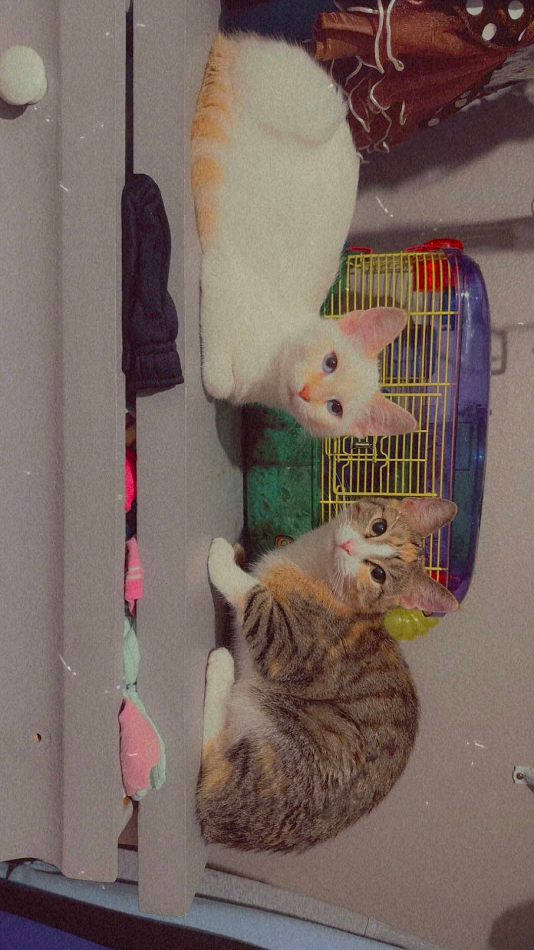 Snowie is registered to the contest to win money with this photo: cat, cats, bed, feline, pet, indoor, animal, curious, looking, resting, fur, striped_cat, white_cat, orange_and_white_cat, cage, plastic_cage, cozy, domestic, cute, two_cats