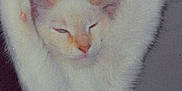 Snowie is registered to the contest to win money with this photo: cat, white_cat, stretching, sleepy, paw_pads, feline, pet, cute, indoor, close_up, fur, animal, mammal, relaxed, resting, pink_paws, whiskers, ears, face, soft_texture