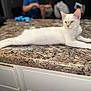Snowie joined the competition — help win amazing prizes! cat, white_cat, blue_eyes, lounging, granite_countertop, indoor, blurred_background, child, playing, household_items, furniture, domestic, pet, relaxed, side_view, short_fur, curious, calm, home, portrait