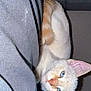Snowie joined the competition — help win amazing prizes! cat, blue_eyes, cream_colored, curious, pet, animal, indoor, feline, whiskers, ears, nose, fur, close_up, looking, gray_fabric, resting, cute, young_cat, domestic_cat, portrait