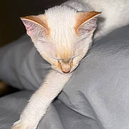 Snowie joined the competition — help win amazing prizes! cat, white_cat, pet, animal, stretching, paw, fur, ears, sleepy, relaxed, indoor, bed, blanket, soft, cozy, whiskers, cute, domestic_cat, feline, resting