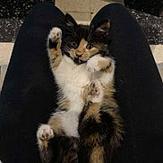 Malephique a rejoint le concours — aidez-le/la à gagner de superbes lots ! animal, black, calico, cat, curious, cute, floor, fur, indoor, kitten, lap, looking, lying, orange, paws, pet, small, tile, white, young