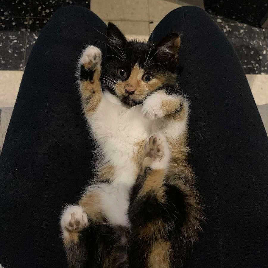Malephique a rejoint le concours — aidez-le/la à gagner de superbes lots ! animal, black, calico, cat, curious, cute, floor, fur, indoor, kitten, lap, looking, lying, orange, paws, pet, small, tile, white, young