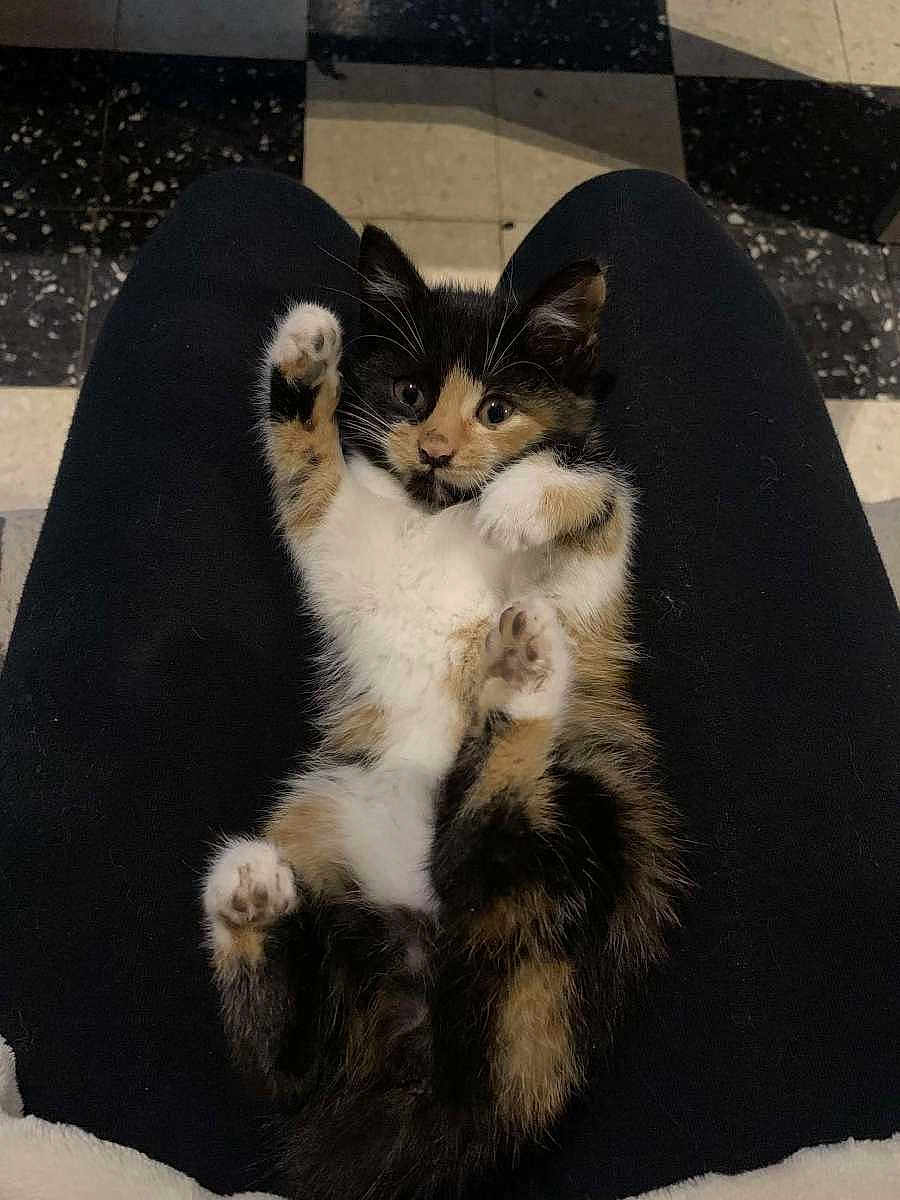 Malephique a rejoint le concours — aidez-le/la à gagner de superbes lots ! animal, black, calico, cat, curious, cute, floor, fur, indoor, kitten, lap, looking, lying, orange, paws, pet, small, tile, white, young