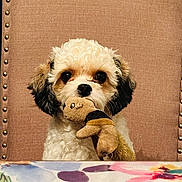 Nugget is registered to the contest to win money with this photo: adorable, animal, brown_eyes, chair, companion, curly_fur, cute, dog, domestic_animal, floral_pattern, furniture, indoor, looking_at_camera, pet, plush_toy, sitting, small_dog, soft_toy, studs, tablecloth