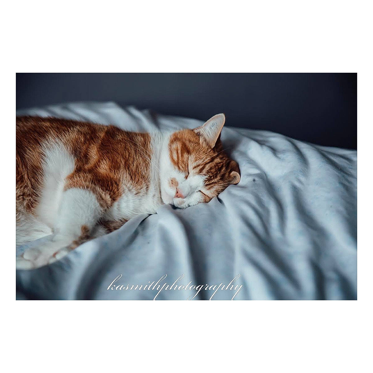 Oliver is registered to the contest to win money with this photo: carnivore, cat, comfort, domestic_short_haired_cat, electric_blue, felidae, font, fur, mammal, metal, paw, photo_caption, rectangle, sitting, small_to_medium_sized_cats, tail, terrestrial_animal, whiskers