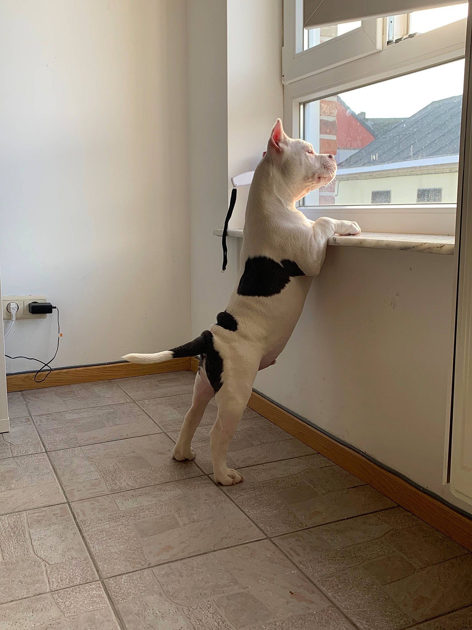 Sky a rejoint le concours — aidez-le/la à gagner de superbes lots ! carnivore, cat, collar, daylighting, felidae, fixture, floor, flooring, foot, fur, home, pet_supply, sash_window, small_to_medium_sized_cats, snout, tail, terrestrial_animal, vertebrate, whiskers, window_covering