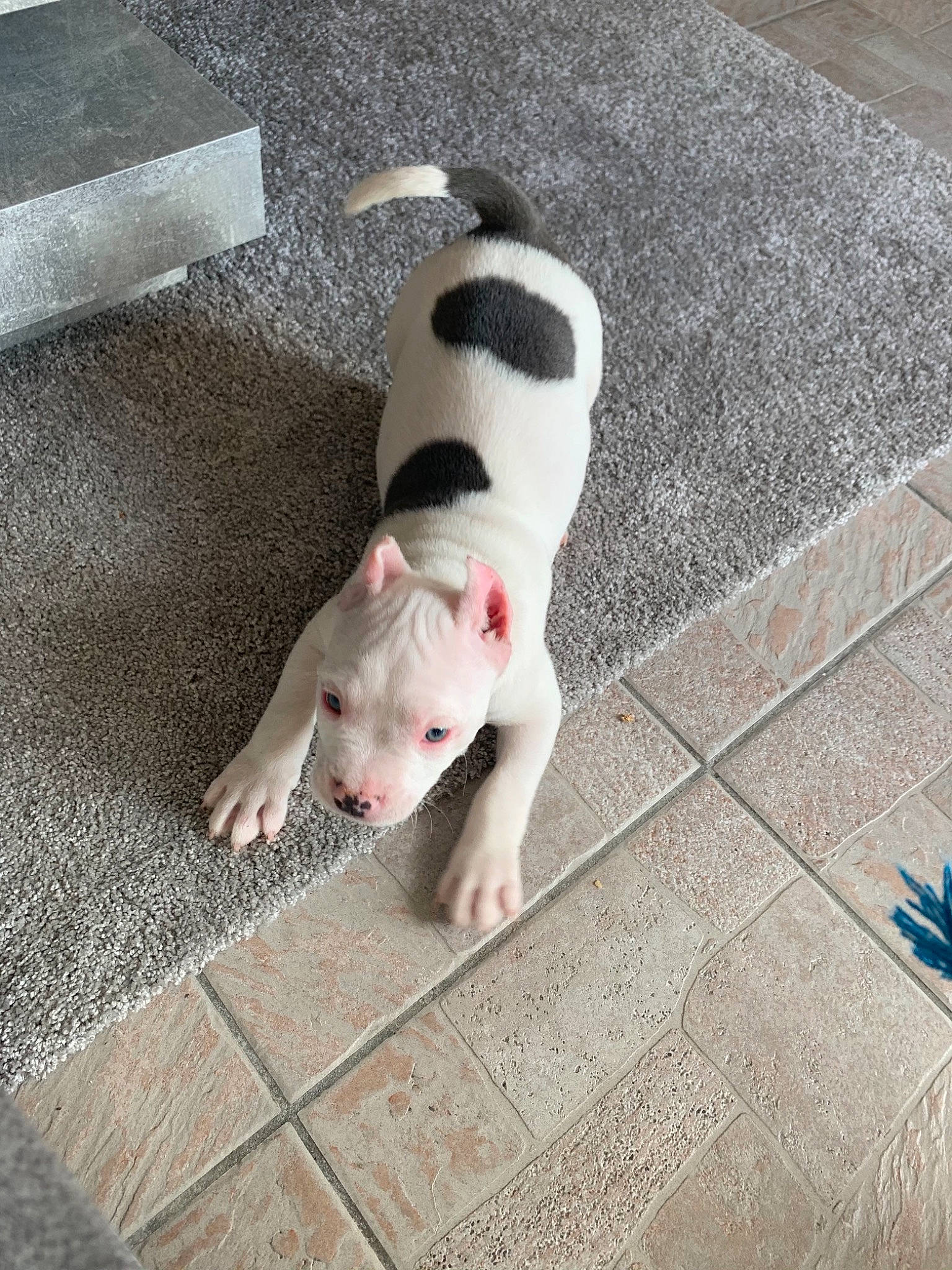 Sky a rejoint le concours — aidez-le/la à gagner de superbes lots ! canidae, carnivore, companion_dog, dog, dog_breed, floor, flooring, grey, non_sporting_group, pet_supply, snout, tail, terrestrial_animal, tile, working_animal