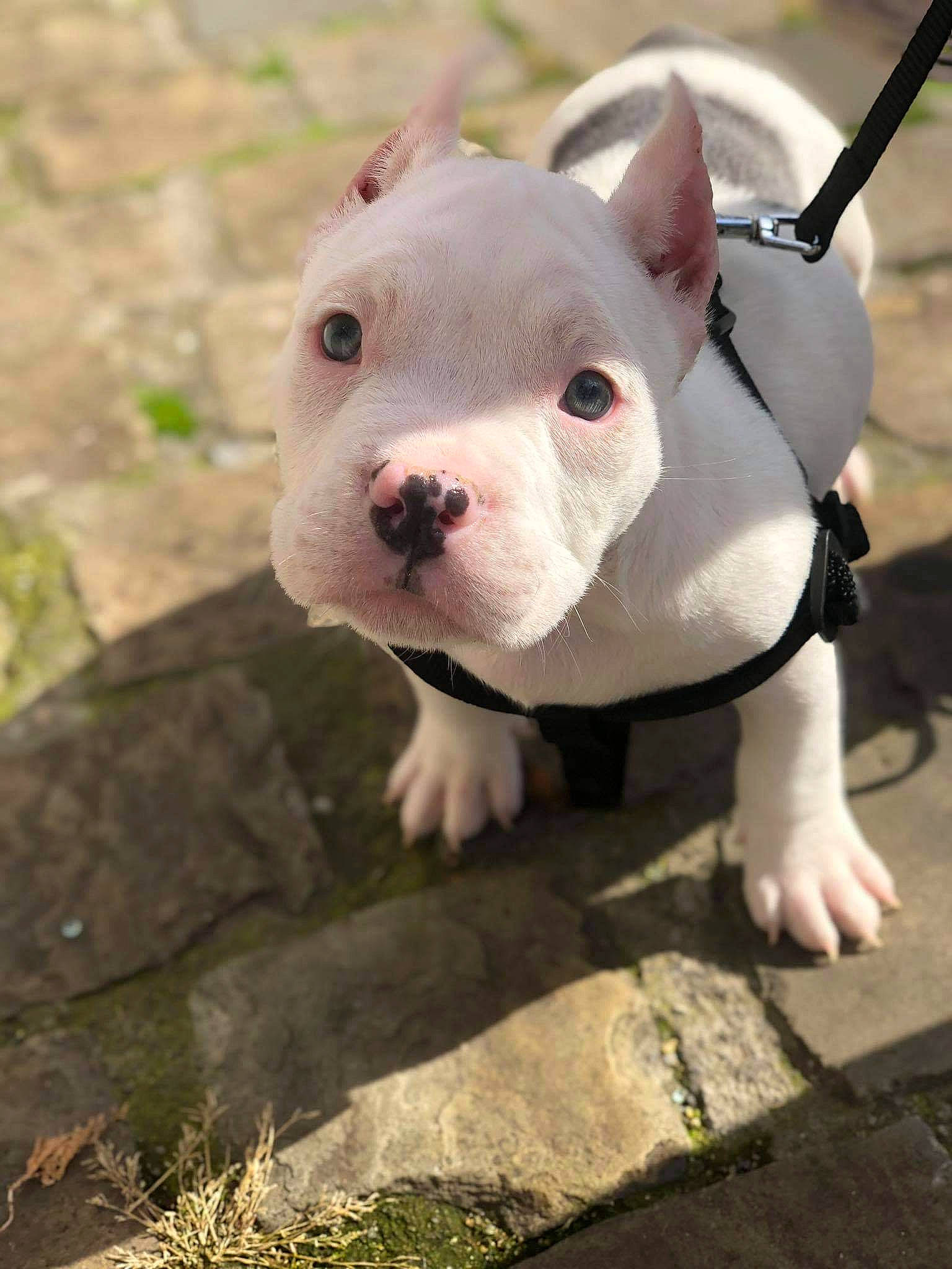 Sky a rejoint le concours — aidez-le/la à gagner de superbes lots ! bull_terrier, bull_terrier_miniature, canidae, carnivore, collar, companion_dog, dog, dog_breed, dogo_guatemalteco, fawn, jaw, non_sporting_group, organ, pink, skin, snout, terrestrial_animal, terrier, vertebrate, whiskers