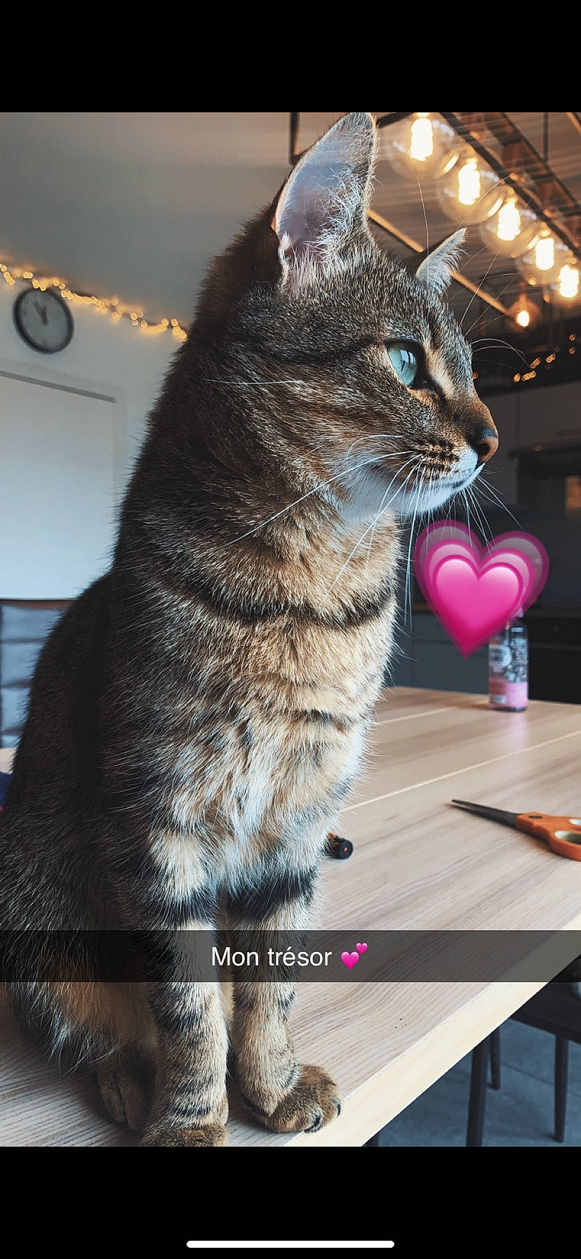 Crotte De Nez participe au concours pour gagner de l'argent avec cette photo : carnivore, cat, display_device, domestic_short_haired_cat, felidae, fur, magenta, paw, photography, rectangle, sitting, small_to_medium_sized_cats, table, tail, whiskers