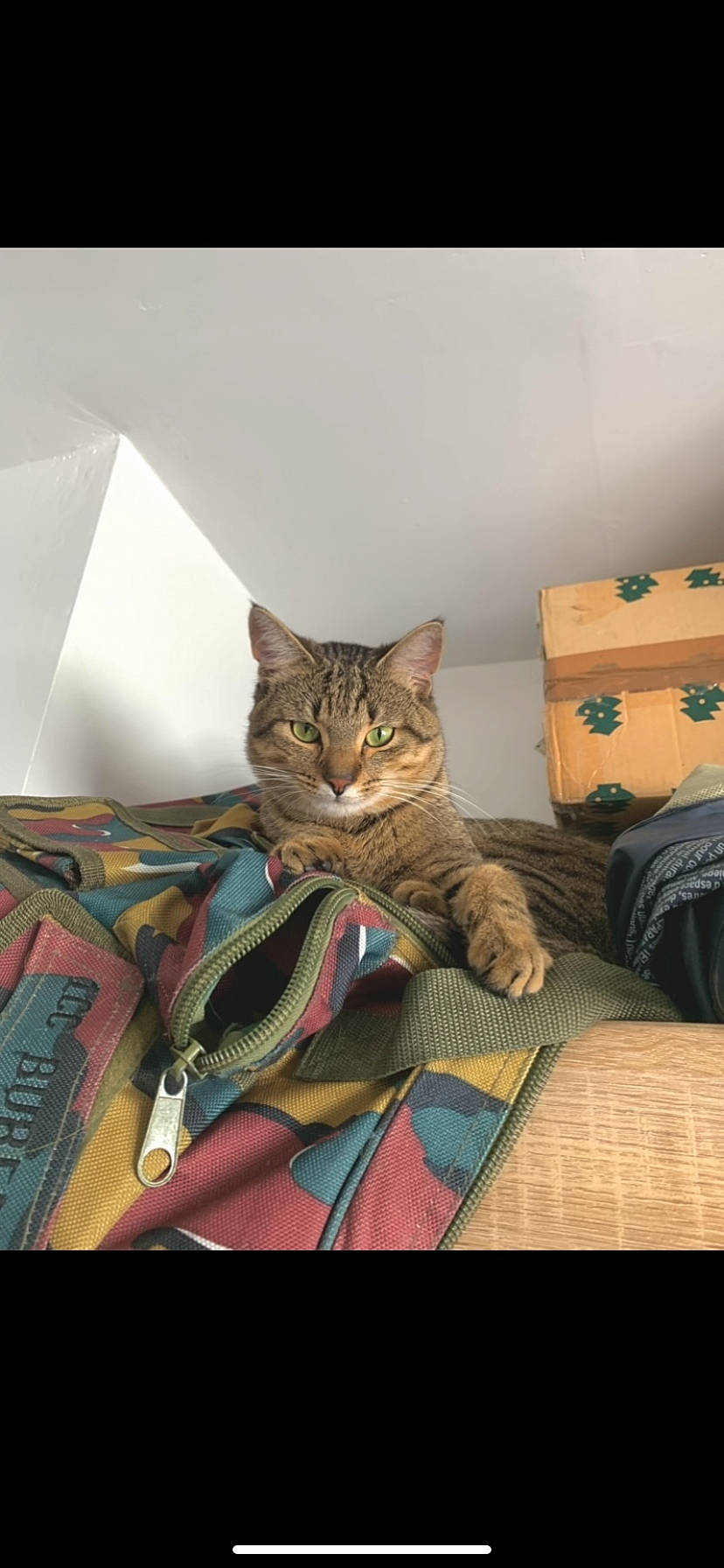 Crotte De Nez a rejoint le concours — aidez-le/la à gagner de superbes lots ! bag, bed_sheet, bedding, box, cabinetry, carnivore, cat, comfort, domestic_short_haired_cat, drawer, felidae, fur, linens, luggage_and_bags, mammal, room, shipping_box, small_to_medium_sized_cats, whiskers, wood