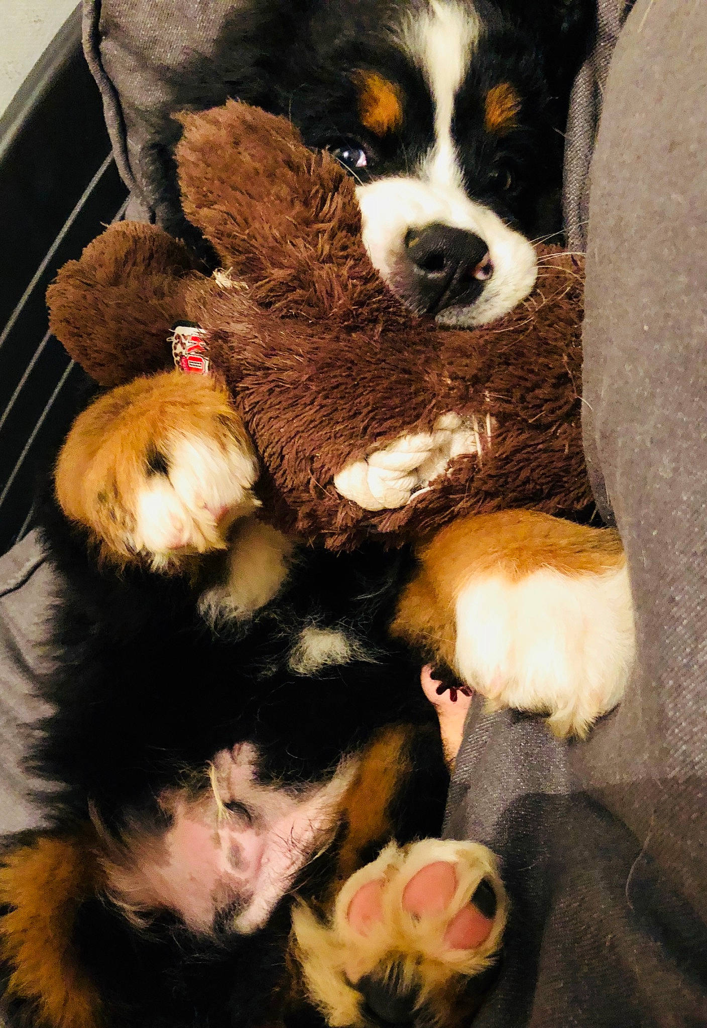 Oscar participe au concours pour gagner de l'argent avec cette photo : canidae, carnivore, companion_dog, dog, dog_breed, fur, giant_dog_breed, mammal, snout, sporting_group, terrestrial_animal, toy, working_animal, working_dog