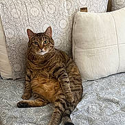 Peaches joined the competition — help win amazing prizes! cat, tabby_cat, pet, indoor, bed, pillow, paisley_pattern, furniture, relaxed, animal, fur, whiskers, striped, cute, mammal, domestic_animal, resting, cozy, homedecor, soft