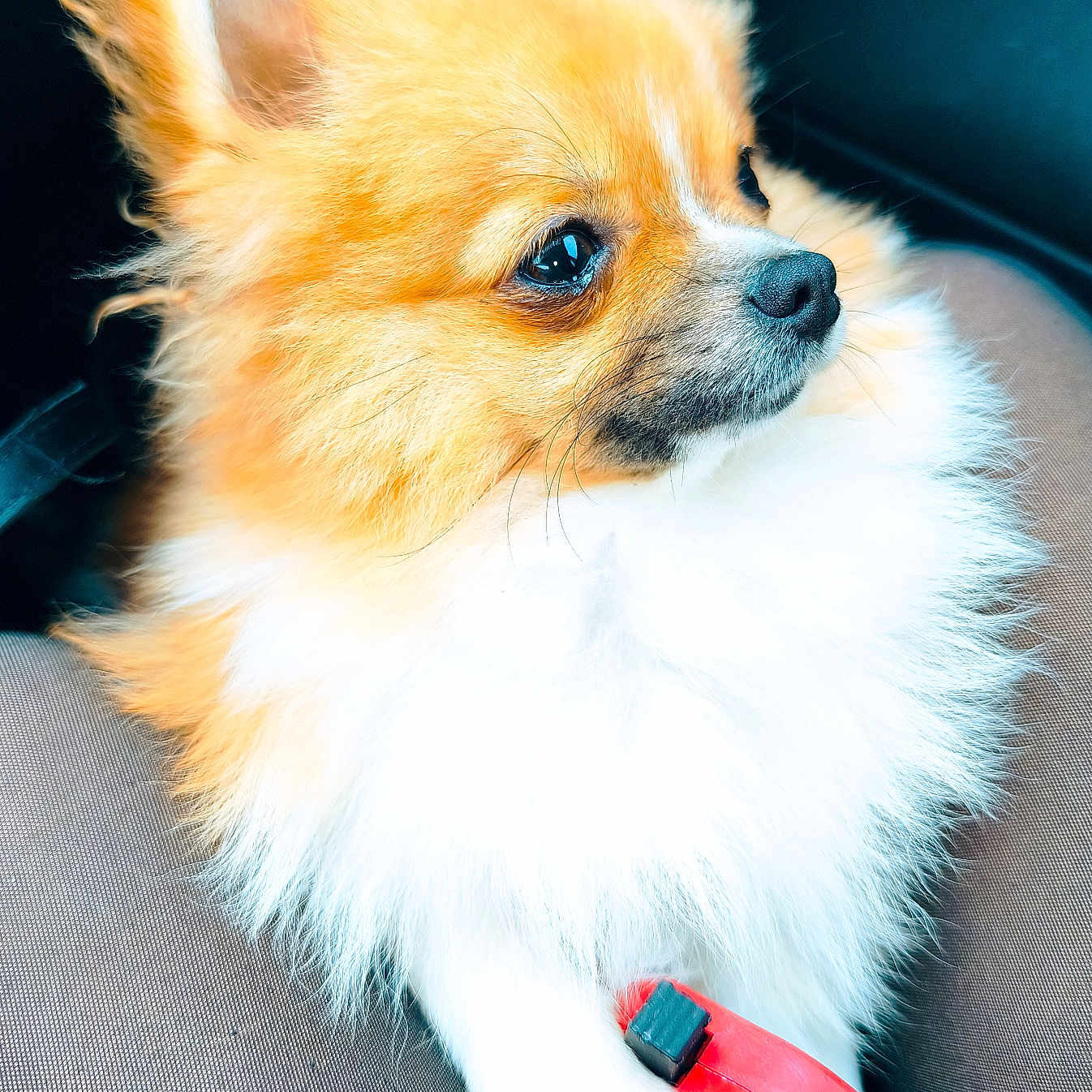 Aïko a rejoint le concours — aidez-le/la à gagner de superbes lots ! animal, brown, canine, closeup, companion, cute, dog, domestic, fluffy, friendly, fur, indoor, leash, looking_away, paw, pet, pomeranian, portrait, sitting, white