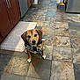 Baxter joined the competition — help win amazing prizes! animal, brown, canine, companion, cute, dog, domestic, ears, floor, fur, home, indoor, kitchen, looking_up, paws, pet, scarf, tile, waiting, white