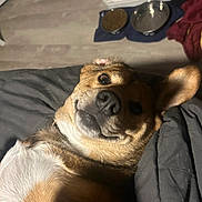 Baxter joined the competition — help win amazing prizes! animal_face, bedroom, blanket, brown_fur, canine, close_up, companion, cozy, curious_expression, dog, domestic_animal, ears, floor, food_bowl, indoor, lying_down, pet, snout, water_bowl, white_fur