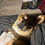 animal_face, bedroom, blanket, brown_fur, canine, close_up, companion, cozy, curious_expression, dog, domestic_animal, ears, floor, food_bowl, indoor, lying_down, pet, snout, water_bowl, white_fur