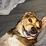 Baxter is registered to the contest to win money with this photo: animal, bed, blanket, brown_fur, canine, closeup, cozy, cute, dog, domestic_animal, ear, face, fur, indoors, lying_down, pet, playful, resting, smiling, white_fur