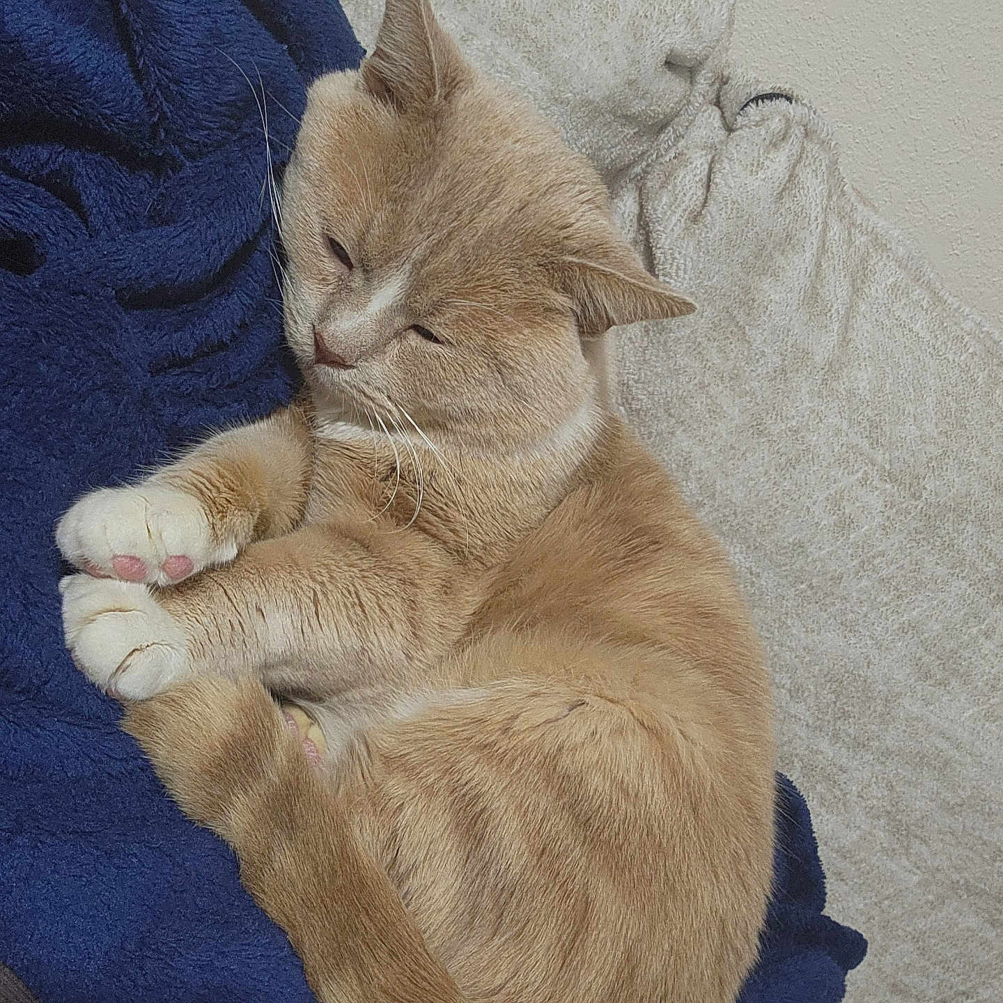 Paco Bob joined the competition — help win amazing prizes! abyssinian, animal, armchair, bed, blanket, cat, chair, couch, cushion, furniture, homedecor, kitten, linen, manx, person, pet, quilt, siamese, sleeping, towel