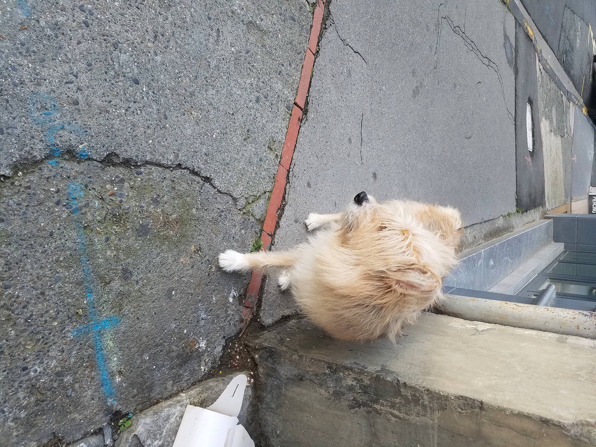 Satan a rejoint le concours — aidez-le/la à gagner de superbes lots ! canidae, carnivore, cat, dog, dog_breed, fawn, felidae, non_sporting_group, pomeranian, small_to_medium_sized_cats