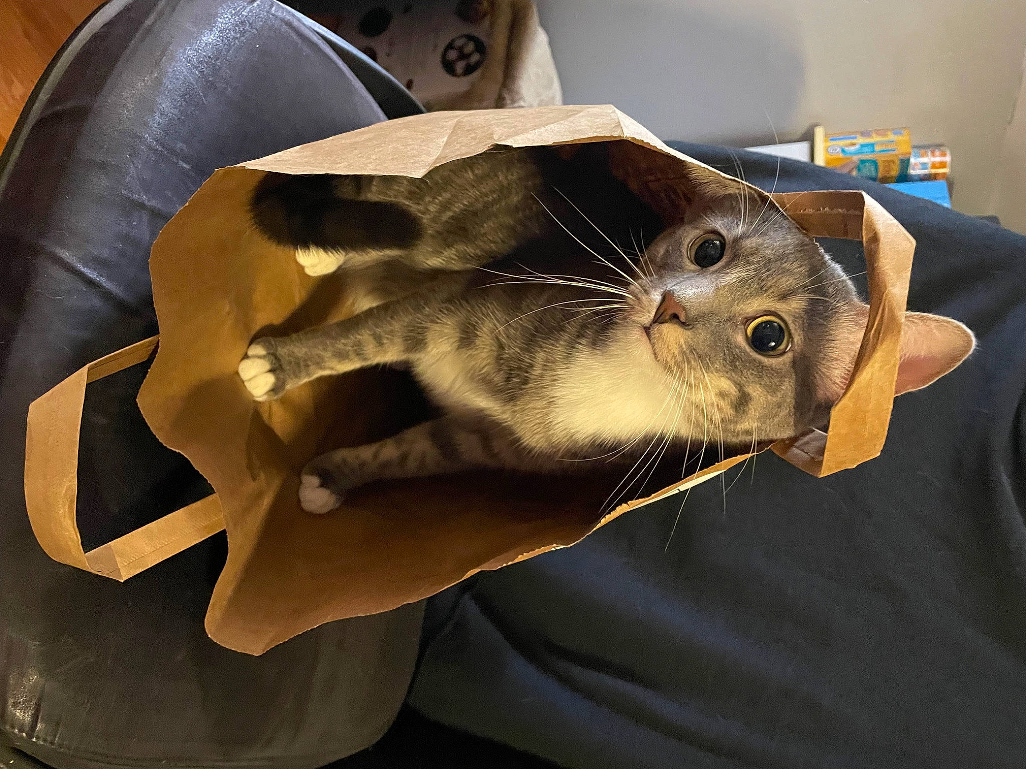 Griffin is registered to the contest to win money with this photo: art, artifact, carving, eyewear, fashion_accessory, felidae, fur, glove, head, helmet, jaw, mask, metal, personal_protective_equipment, sculpture, small_to_medium_sized_cats, snout, whiskers, wood, wrinkle