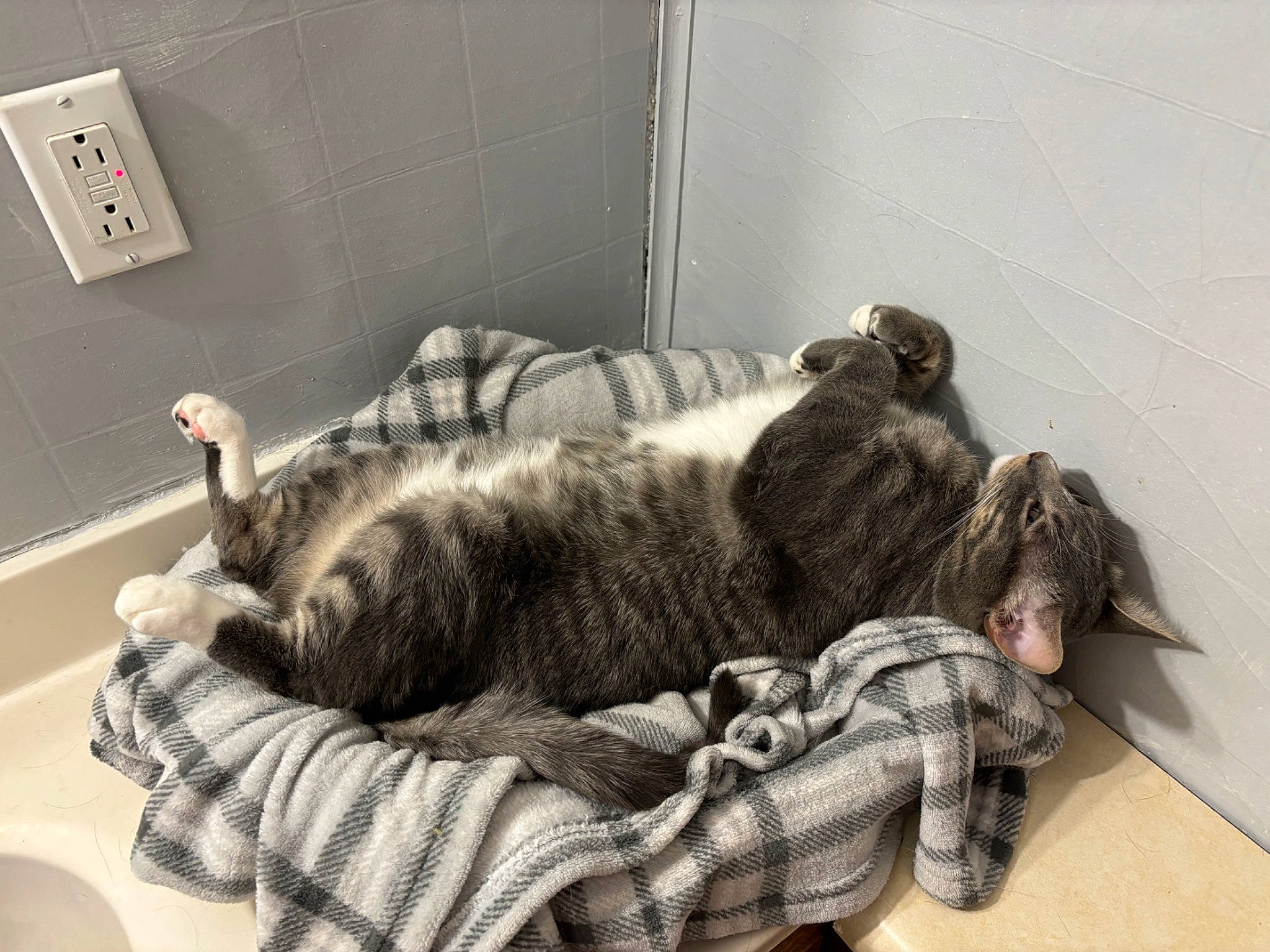 Griffin joined the competition — help win amazing prizes! canidae, carnivore, cat, comfort, dog_breed, domestic_short_haired_cat, felidae, fur, grey, light_switch, nap, room, sleep, small_to_medium_sized_cats, snout, sporting_group, tail, wall_plate, wall_socket, whiskers