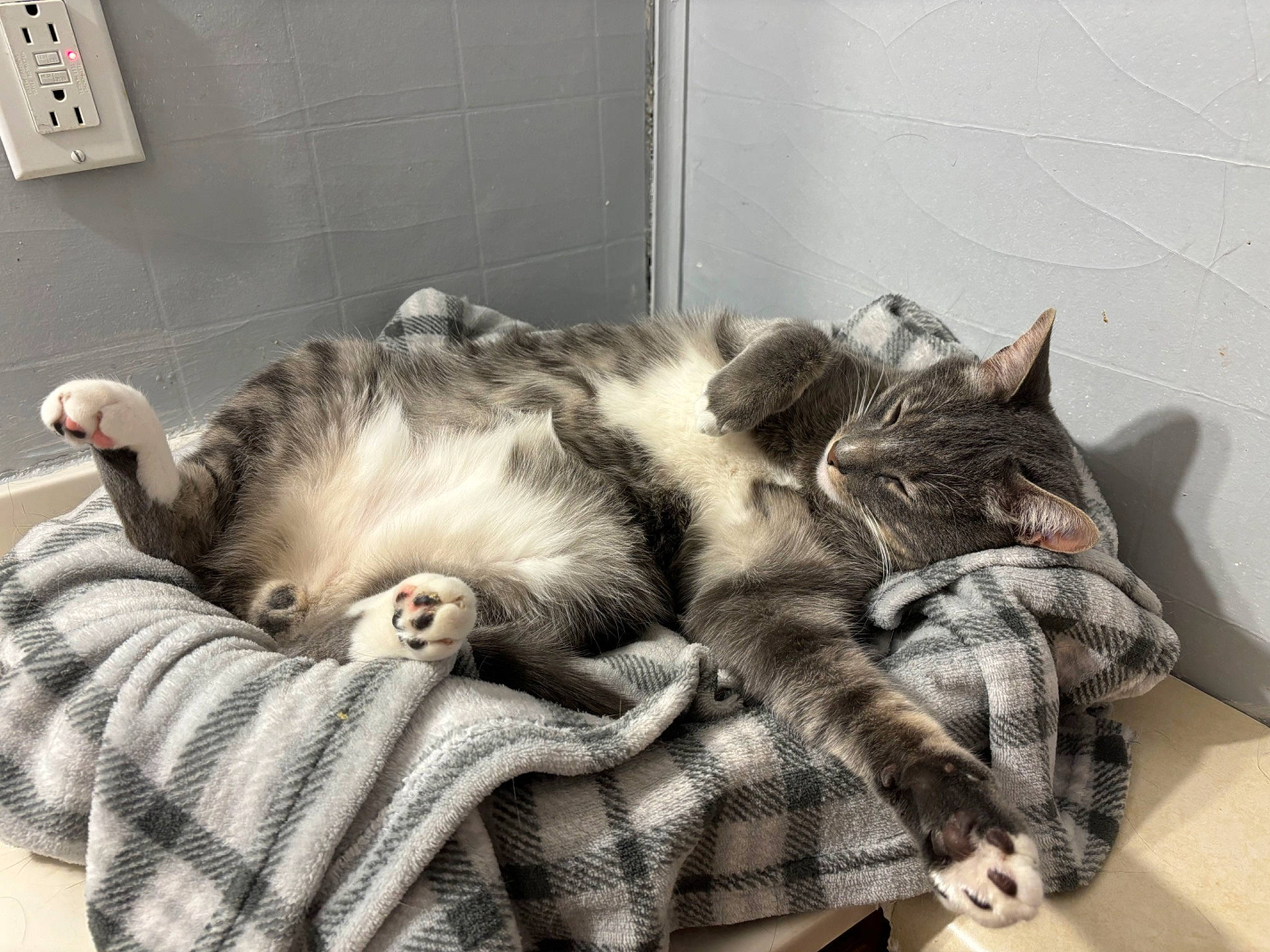 Griffin is registered to the contest to win money with this photo: carnivore, cat, claw, comfort, domestic_short_haired_cat, felidae, fur, grey, light_switch, linens, nap, paw, sleep, small_to_medium_sized_cats, tail, textile, wall_plate, whiskers