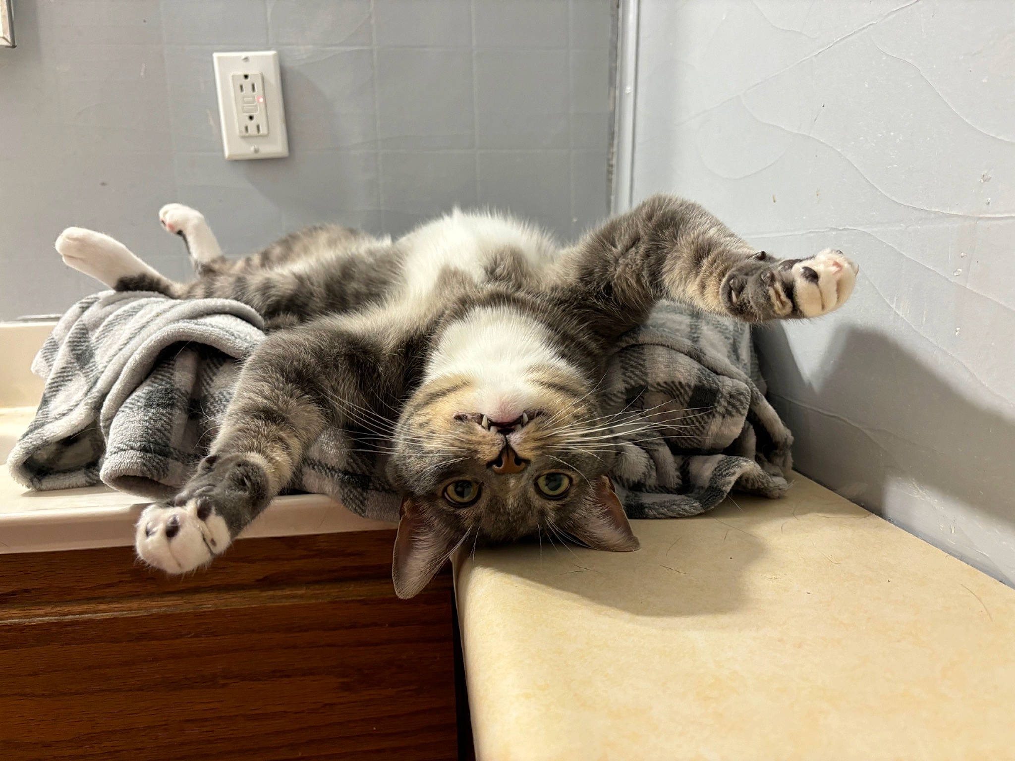 Griffin joined the competition — help win amazing prizes! carnivore, cat, claw, comfort, domestic_short_haired_cat, felidae, flooring, foot, fur, grey, hardwood, nap, paw, room, sleep, small_to_medium_sized_cats, tail, terrestrial_animal, whiskers, wood