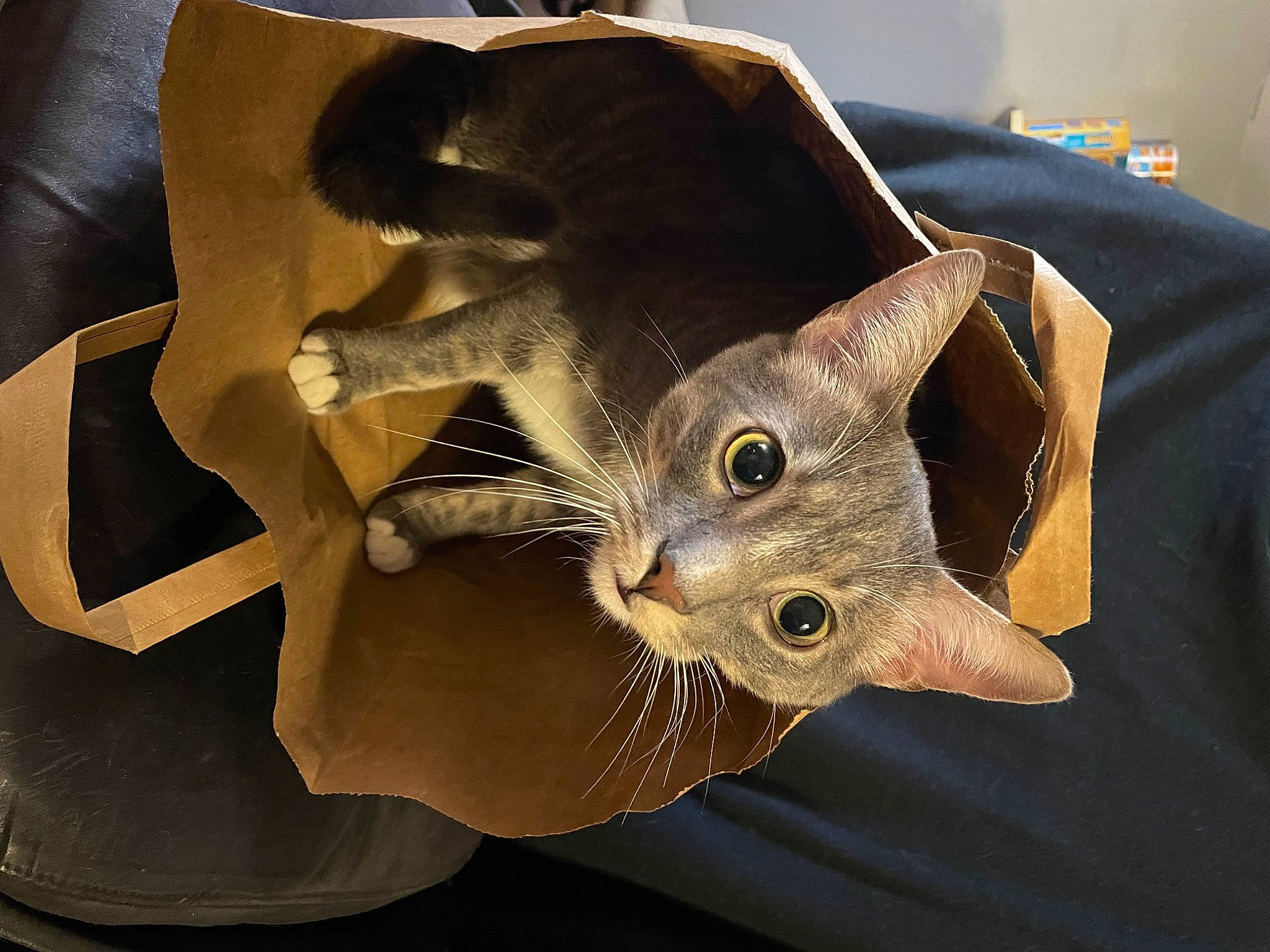 Griffin is registered to the contest to win money with this photo: art, carnivore, cat, costume_hat, domestic_short_haired_cat, fashion_accessory, felidae, fur, hat, helmet, mask, metal, paper, paper_bag, paper_product, russian_blue, small_to_medium_sized_cats, snout, visual_arts, whiskers