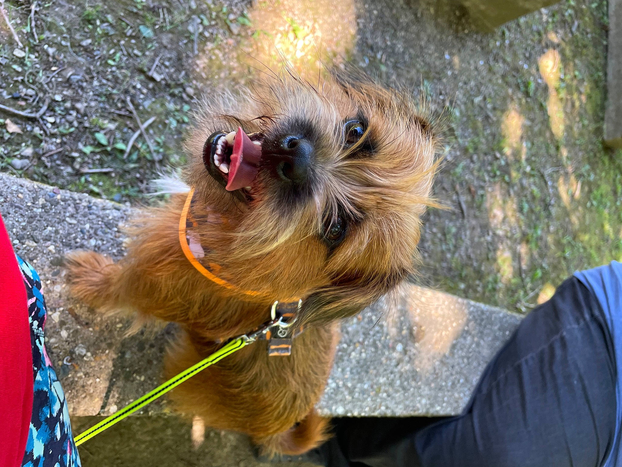 Auggie is registered to the contest to win money with this photo: carnivore, collar, companion_dog, dog, dog_breed, dog_collar, dog_supply, eyewear, fawn, glasses, leash, liver, pet_supply, small_terrier, snout, sporting_group, terrier, toy_dog, vertebrate, working_animal