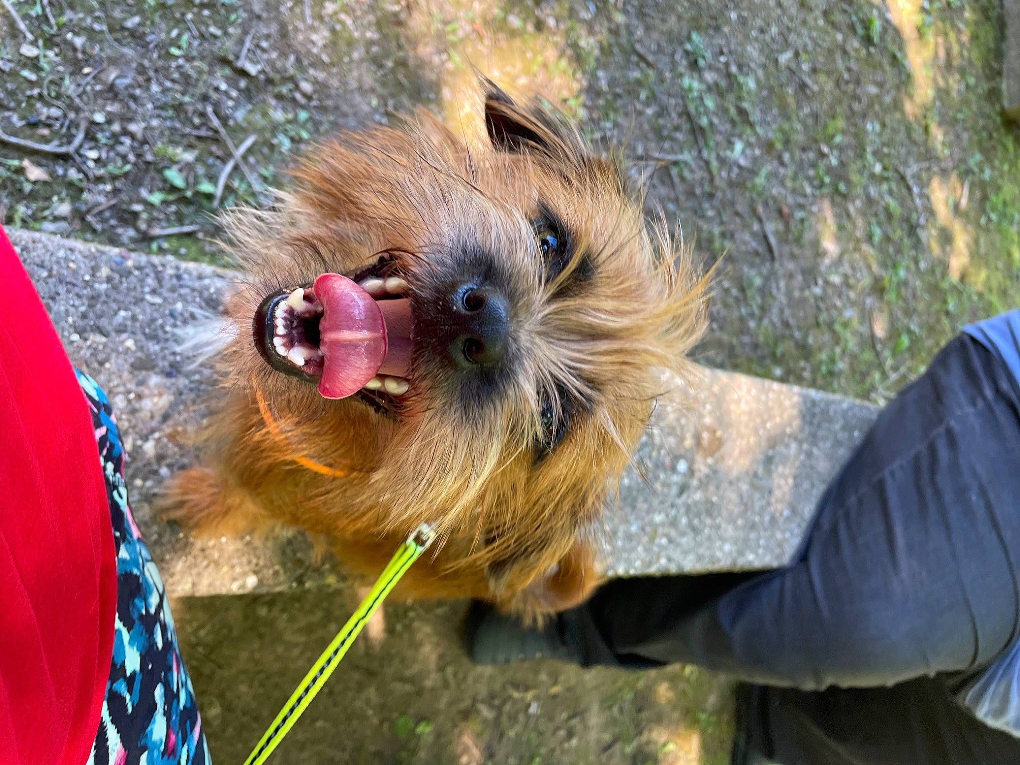 Auggie joined the competition — help win amazing prizes! canidae, carnivore, companion_dog, dog_breed, fawn, fur, grass, small_terrier, snout, sporting_group, terrestrial_animal, terrier, wildlife, working_animal