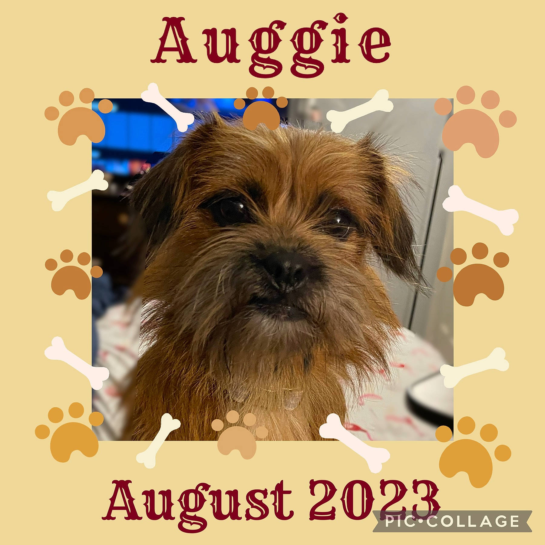 Auggie is registered to the contest to win money with this photo: canidae, carnivore, companion_dog, dog, dog_breed, dog_supply, event, font, graphics, liver, logo, pet_supply, photo_caption, poster, sporting_group, toy_dog, water_dog, working_animal