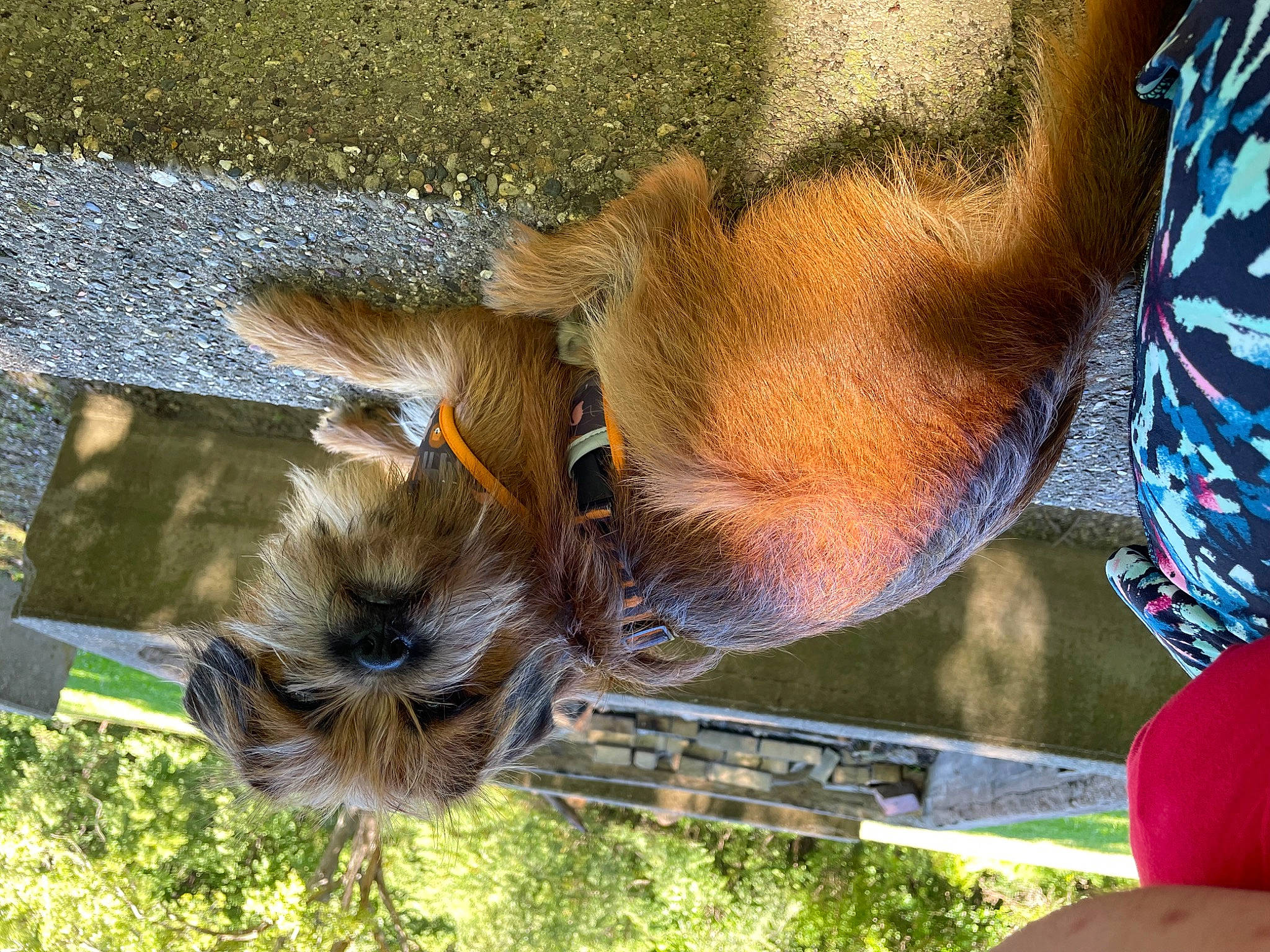 Auggie is registered to the contest to win money with this photo: canidae, dog_breed, fawn, fur, grass, horse, liver, natural_material, snout, sporting_group, stallion, tail, terrestrial_animal, tree, wildlife, wood, working_animal