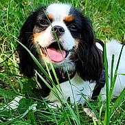 Bonnie a rejoint le concours — aidez-le/la à gagner de superbes lots ! dog, cavalier_king_charles_spaniel, grass, outdoor, pet, animal, happy, tongue_out, playful, nature, greenery, canine, close_up, summer, sunlight, fur, collar, cute, lying_down, smiling