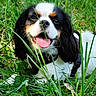 dog, cavalier_king_charles_spaniel, grass, outdoor, pet, animal, happy, tongue_out, playful, nature, greenery, canine, close_up, summer, sunlight, fur, collar, cute, lying_down, smiling