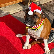 Flash a rejoint le concours — aidez-le/la à gagner de superbes lots ! animal, brown_fur, canine, collar, cute, dog, festive, footwear, holiday, outdoor, pavement, person_leg, pet, red_mat, santa_hat, shadow, sitting, stone, sunlight, white_fur