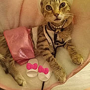 Grace joined the competition — help win amazing prizes! accessories, animal, bow, cat, chair, costume, cozy, cute, feline, fur, hat, indoor, necklace, pearl, pet, pink, resting, slippers, soft_fabric, tabby_cat