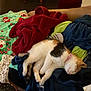 blanket, cat, clothing, collar, comfort, cozy, domestic, feline, fur, home, indoor, kitten, multi_color, pet, pile, relaxed, resting, sleeping, soft, texture