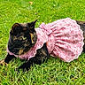 adorable, animal, bow, cat, costume, cute, dress, feline, floral_pattern, grass, greenery, nature, outdoor, pet, pink_dress, portrait, relaxing, resting, summer, tortoiseshell_cat