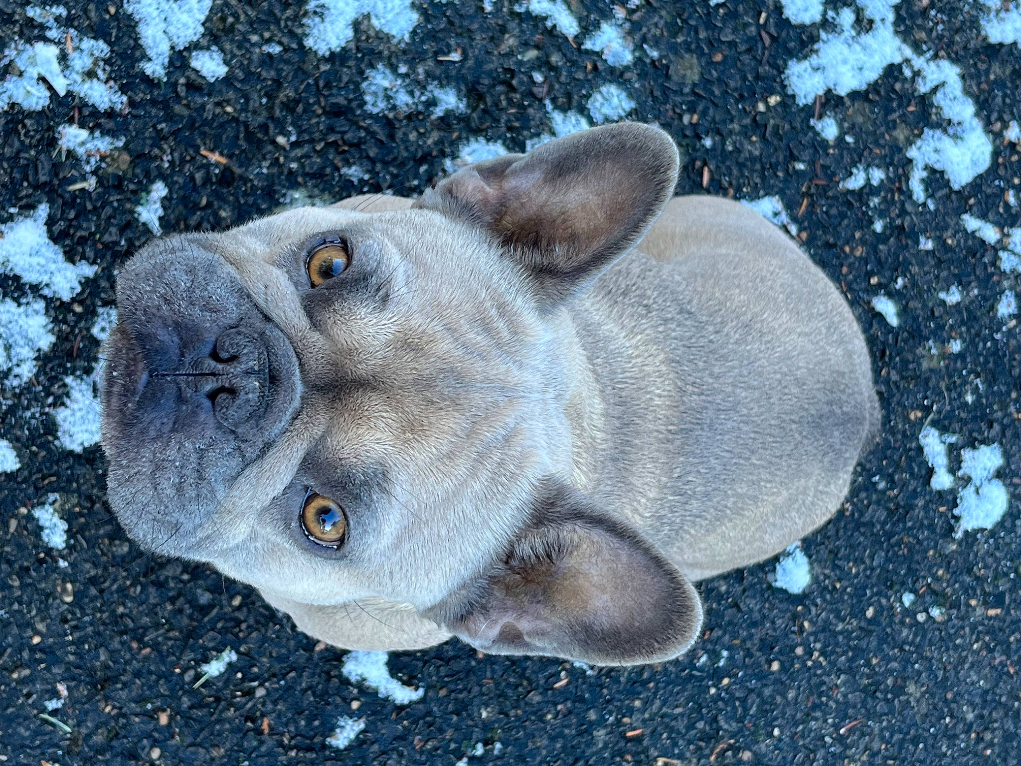 Miggy joined the competition — help win amazing prizes! animal_figure, art, electric_blue, eye, fawn, felidae, fish, fur, marine_biology, rock, sculpture, snout, statue, stuffed_toy, terrestrial_animal, toy, whiskers, wildlife, working_animal