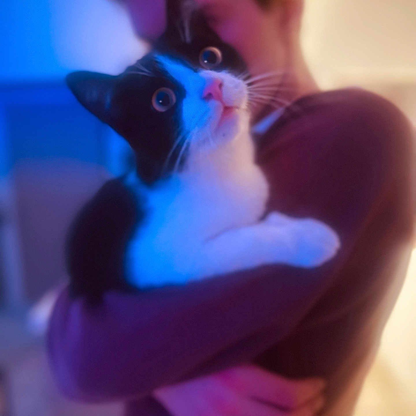 Misty participe au concours pour gagner de l'argent avec cette photo : abyssinian, adult, animal, blackcat, bodypart, cat, face, finger, hand, head, indoors, kitten, male, man, manx, person, pet, photography, portrait, purple