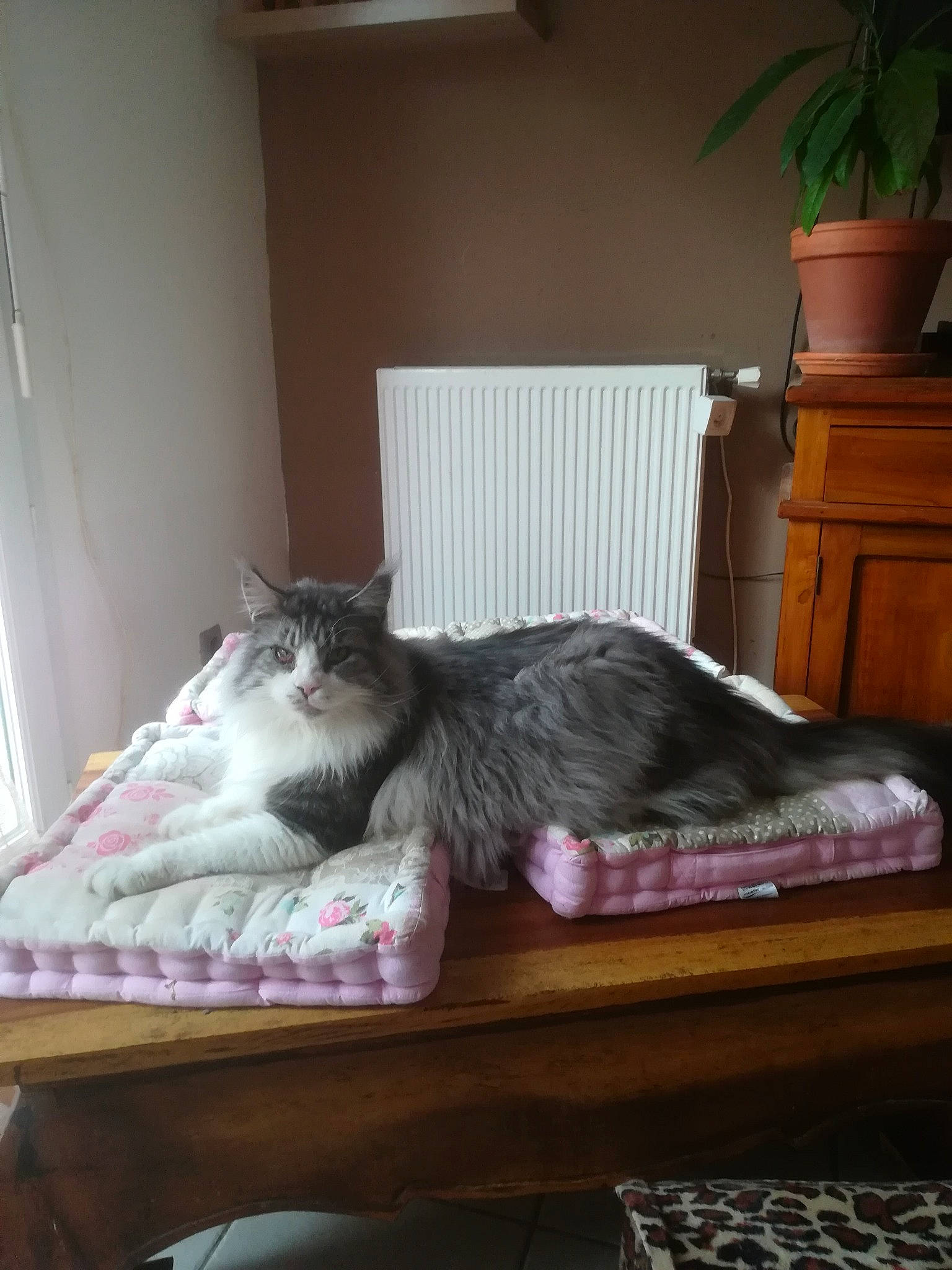 Léonard a rejoint le concours — aidez-le/la à gagner de superbes lots ! carnivore, cat, comfort, couch, felidae, flooring, flowerpot, fur, furniture, grey, hardwood, houseplant, interior_design, living_room, plant, small_to_medium_sized_cats, table, tail, whiskers, wood